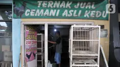 Safak (46) saat memberi pakan ayam Cemani di peternakan rumahan kawasan Kedu, Kabupaten Temanggung, Jawa Tengah (27/2/2023). Kecamatan Kedu yang berada di Kabupaten Temanggung terkenal sebagai pusat ternak sekaligus daerah asal ayam Cemani. (merdeka.com/Iqbal S Nugroho)