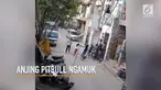Seekor anjing pitbull ngamuk menyerang sejumlah anak-anak yang tengah bermain. Warga sempat kesulitan melepaskan anak kecil tersebut dari gigitan anjing.
