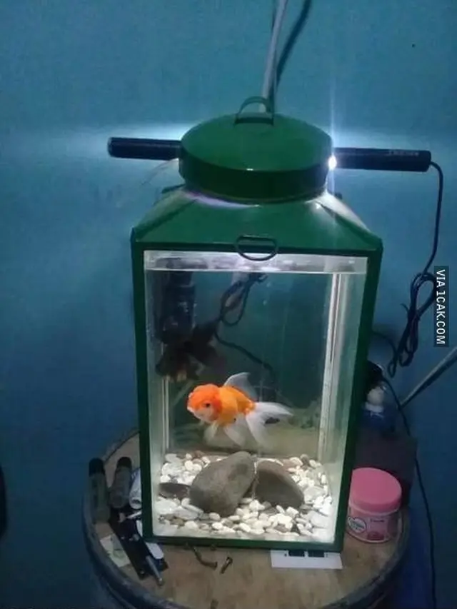 6 Potret Aquascape Low Budget Ini Bikin Pencinta Ikan Hias Senyum Tipis
