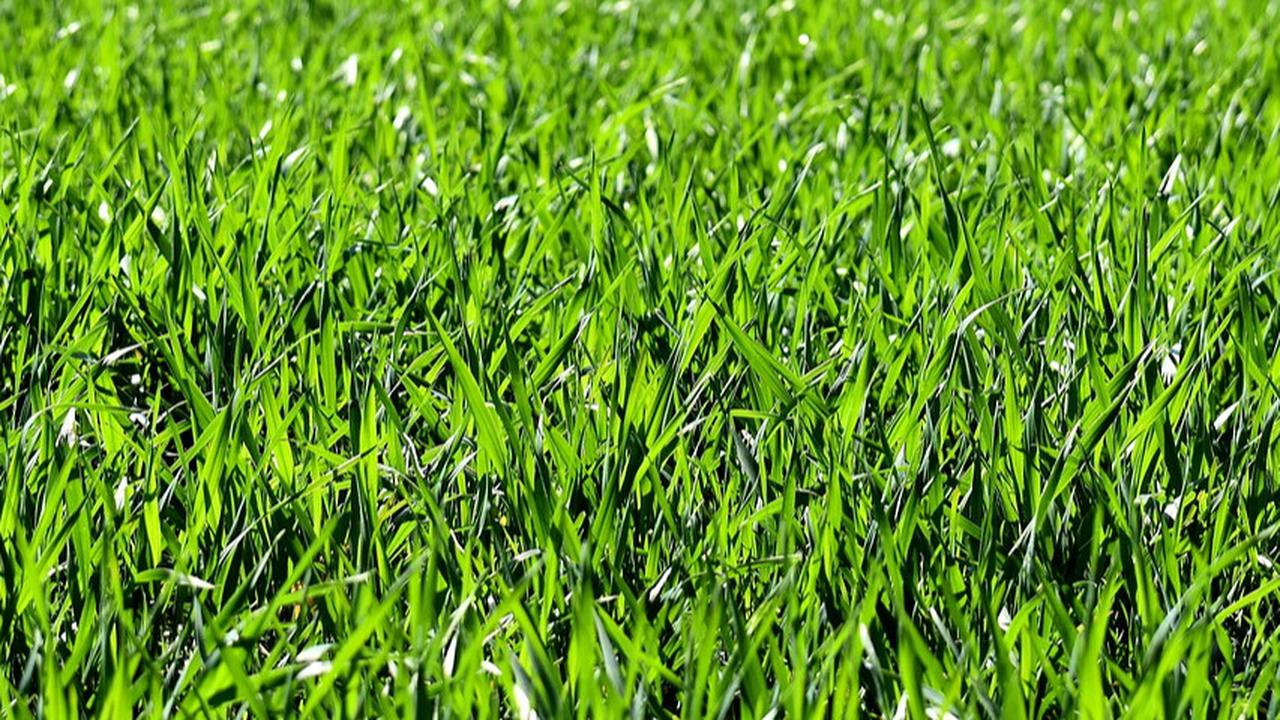 Ilustrasi Rumput