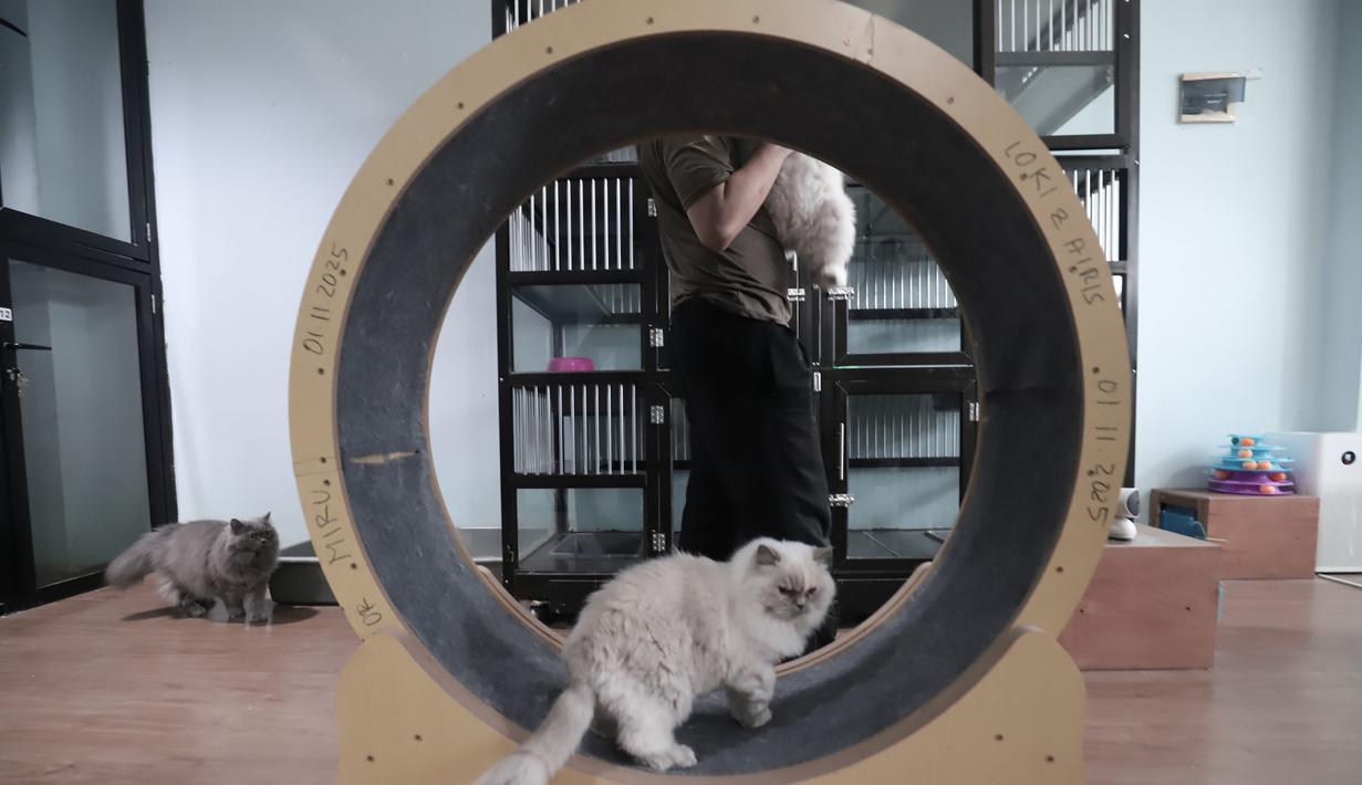 Kondisi ini menunjukkan kebutuhan akan jasa perawatan hewan yang aman dan nyaman, khususnya saat libur panjang tiba. Tampak dalam foto, beberapa kucing peliharaan yang menginap di sebuah hotel khusus hewan di Jakarta Pusat, Kamis (19/3/2026). (merdeka.com/Arie Basuki)