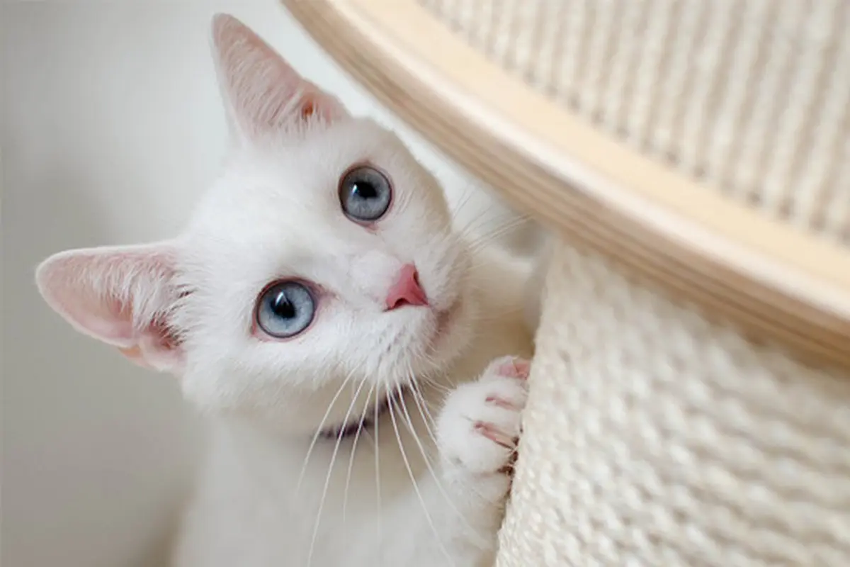 Kucing Hilang 10 Tahun