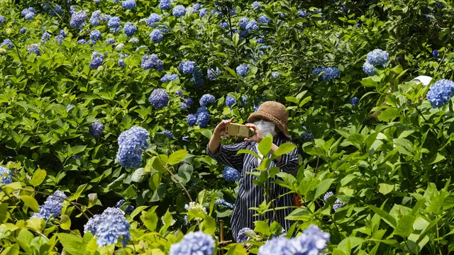 Menikmati Pesona Bunga Hydrangea Bermekaran di Kuil Meigetsuin