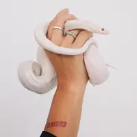 Ilustrasi Ular/https://unsplash.com/Samia Liamani
