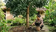 5 Pupuk Organik untuk Alpukat yang Sedang Belajar Berbuah, Nutrisi Alami agar Bunga Tidak Rontok