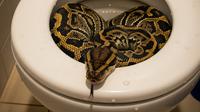 Ular di toilet (created by AI)