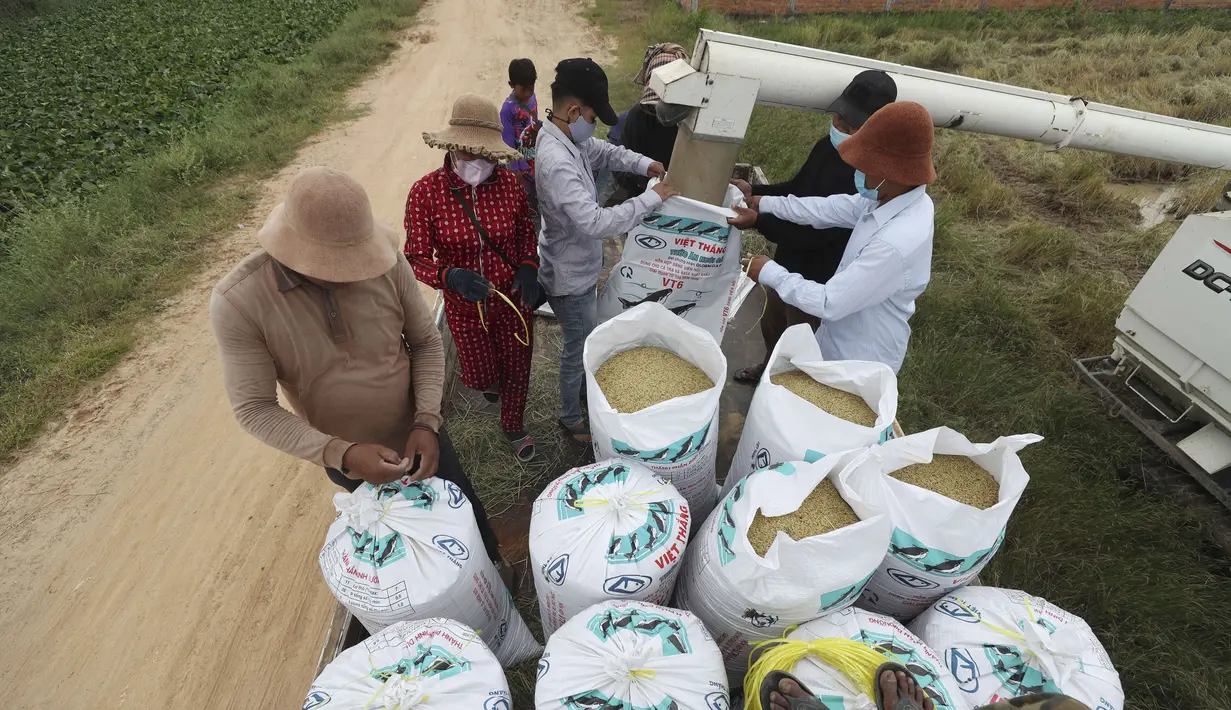 Petani mengisi karung dengan beras dari mesin perontok saat musim panen padi di desa Samroang Tiev, di luar Phnom Penh, Kamboja, Rabu (27/10/2021). Warga Kamboja mulai memanen padi di akhir musim hujan. (AP Photo/Heng Sinith)