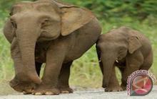 Kemenhut Klarifikasi Video Viral Anak Gajah Borneo Terjebak, Dipastikan Bukan di Indonesia