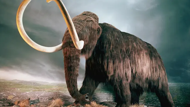 Replika mammoth berbulu yang diduga menjadi santapan manusia Neanderthal. (Sumber The Guardian)