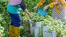 Seru main ke kebun buah strawberi di Ketep Pass, Magelang. Banyak netizen pun yang tahu akan potensi wisata di kota kelahiran Nafa Urbach tersebut. Memetik buah langsung di kebunnya, memang menjadi salah satu wisata yang banyak disukai wisatawan dari kota. (Liputan6.com/Instagram/nafaurbach)