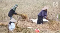 Petani tengah memanen padi di Kabupaten Tangerang, Banten, Jumat (16/7/2021). Badan Pusat Statistik (BPS) mencatat nilai ekspor sektor pertanian pada bulan Juni 2021 mengalami kenaikan, yakni sebesar 33,04 persen (M-to-M) atau sebesar 15,19 persen secara (Y-on-Y). (Liputan6.com/Angga Yuniar)