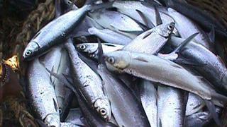  Gambar Ikan Cucut  Laut Klik OK