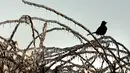 Seekor burung duduk di cabang pohon yang beku saat badai musim dingin di West Orange, New Jersey (18/12/2019). Suhu dingin tersebut diharapkan turun pada Kamis pagi. (Rick Loomis/Getty Images/AFP)