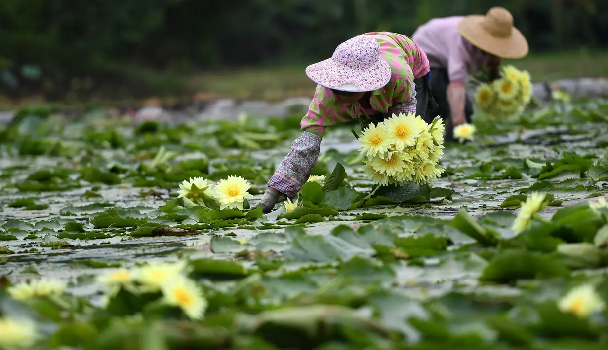 Penduduk desa memanen bunga teratai di Desa Xiatao di Shibeiping, Kota Liuzhou, Daerah Otonom Etnis Zhuang Guangxi, China selatan, pada 5 Agustus 2020. Dalam beberapa tahun terakhir, produksi teh bunga teratai menjadi cara baru bagi penduduk setempat untuk meningkatkan pendapatan. (Xinhua/Li Hanchi)