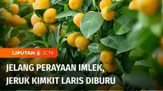 Perayaan Imlek sudah makin dekat, masyarakat Tionghoa sudah mulai berburu macam-macam pernak-pernik, baju baru, dan sebagainya. Ada yang juga diburuh, jeruk kimkit menjadi simbol perayaan imlek yang mulai laris manis dan laku keras. Bahkan omzet peda...