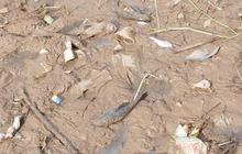 Kesaksian Warga Mencoba Ikan Sungai Cisadane Tercemar Pestisida, Mengaku Pusing dan Kliyengan