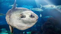 Ocean sunfish atau ikan Mola-mola. (Unsplash/LeoPatrizi)