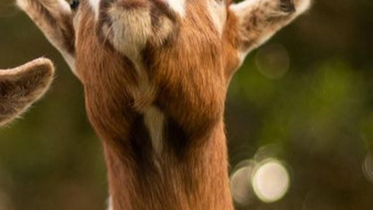Ucapan Selamat Idul Adha Sangat Berarti<br>