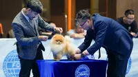 Melihat Keseruan Kontes Anjing Perkin Jaya 2023 di JSI Resort, Kecantikan hingga Ketahanan Diperlombakan (doc: Perkin)