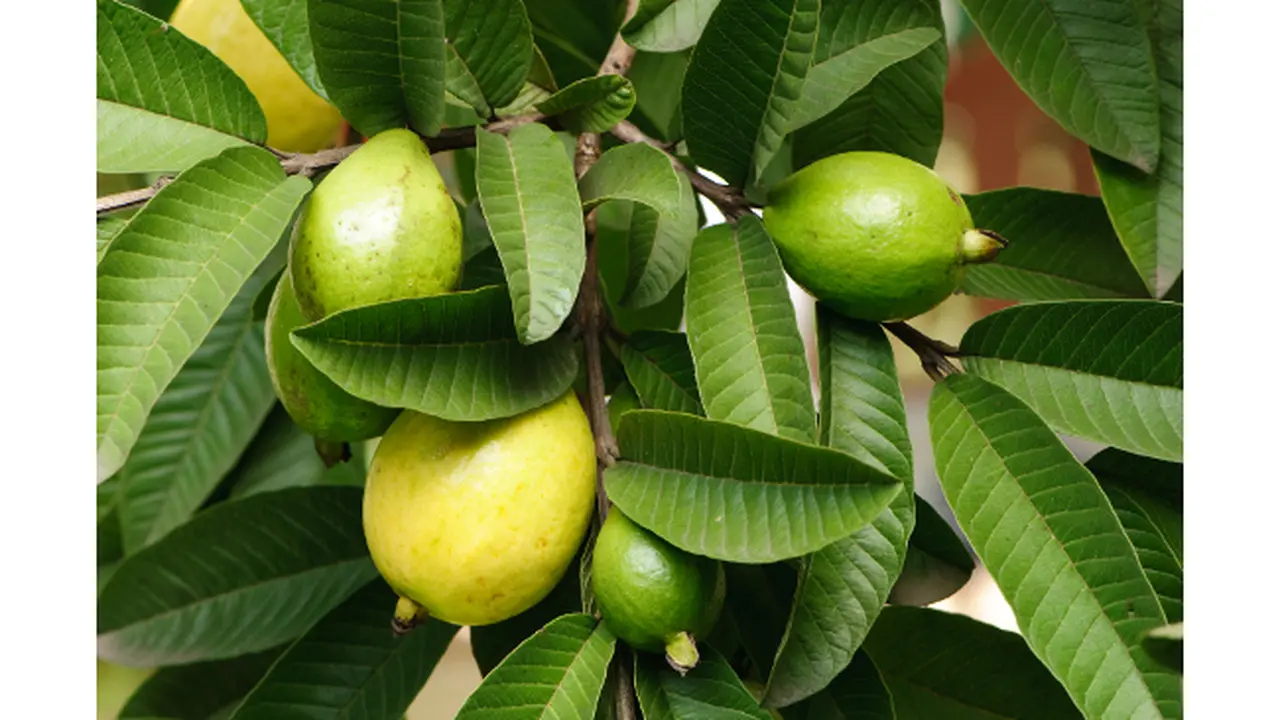 5 Manfaat Daun Jambu Untuk Kecantikan
