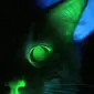 Kucing menyala dalam gelap yang disinari dengan ultraviolet. Credit: Curtin University di Perth, Australia