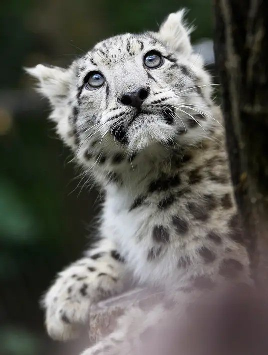 Seekor bayi macan tutul salju terlihat dalam kandangnya di kebun binatang Wilhelma di Stuttgart, Jerman selatan, Selasa (13/8/2019). Dua bayi macan tutul salju dilahirkan di kebun binatang pada 29 April 2019. (Photo by Marijan Murat / DPA / AFP)