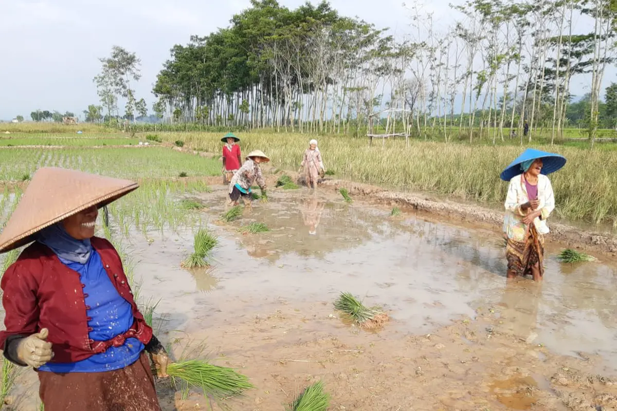 Tanggul Sudah Diperbaiki, Kementan Optimis Pekalongan Kejar Tanam Padi