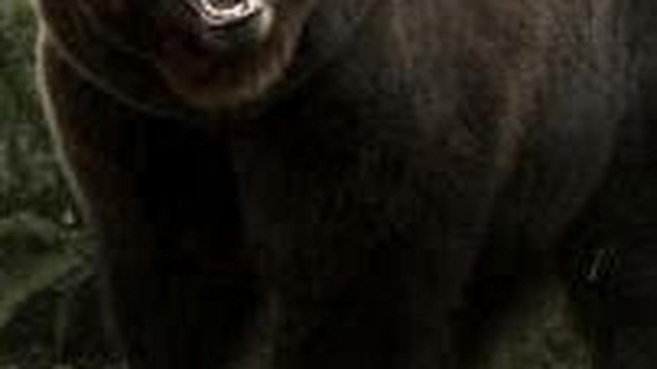 10. Beruang Grizzly