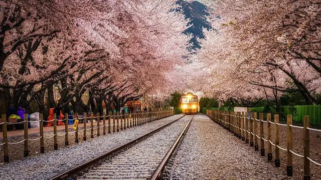 Tak Hanya Jepang, Potret Keindahan Bunga Sakura di 6 Negara Dunia Ini Bikin Takjub