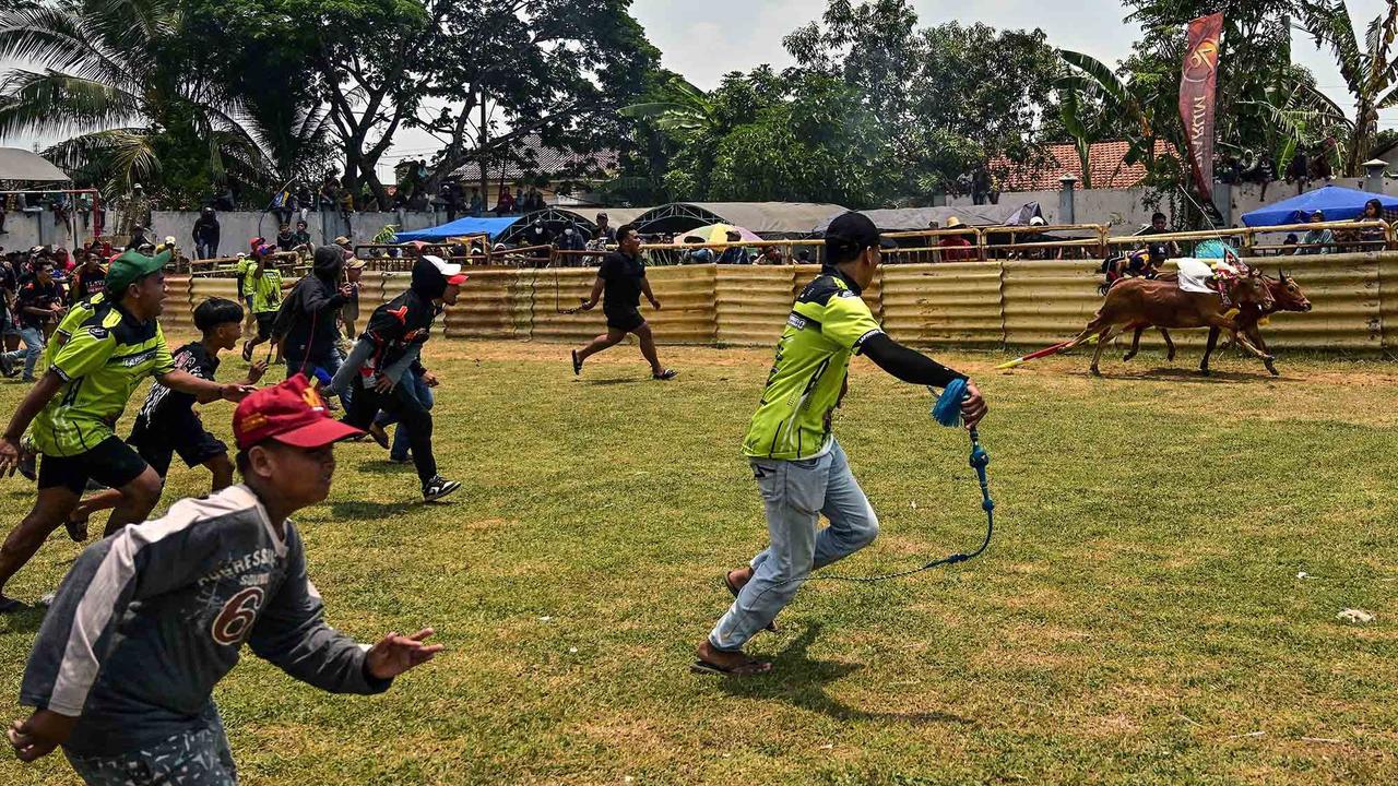 FOTO: Adu Cepat Karapan Sapi di Bangkalan Madura