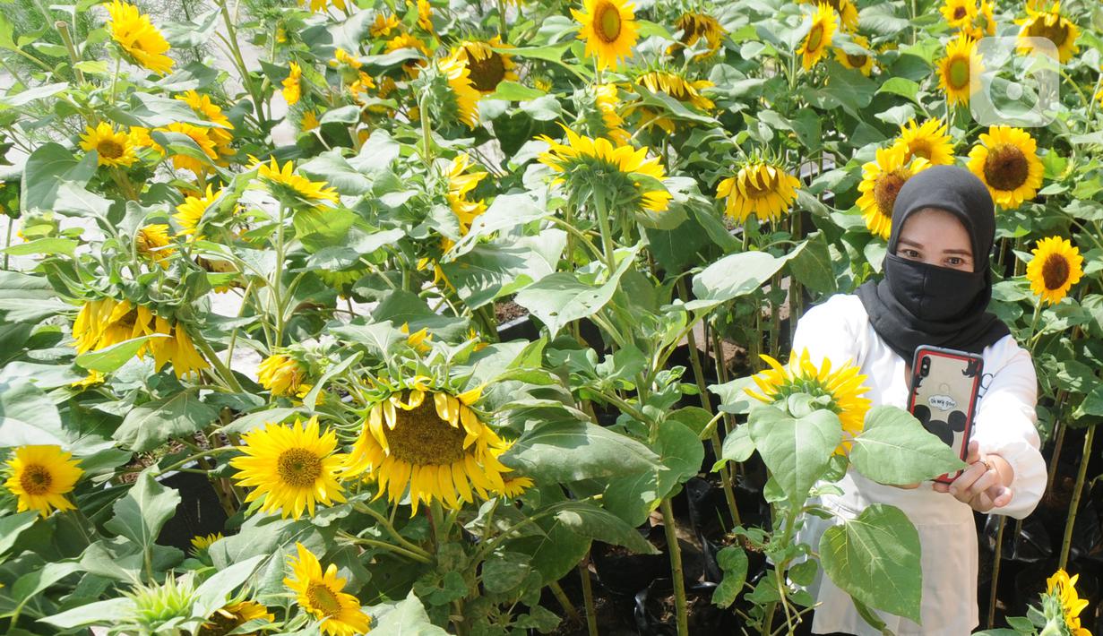 Pengunjung berswafoto di antara tanaman bunga matahari di Bogor Sky Garden, Mall BTM, Kota Bogor, Jawa Barat, Minggu (13/06/2021). Taman bunga matahari di atap gedung pusat perbelanjaan itu menjadi wisata alternatif gratis bagi pengunjung dalam mengisi libur akhir pekan. (merdeka.com/Arie Basuki)