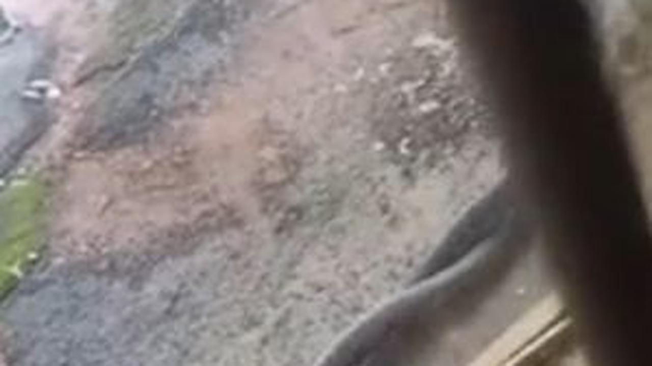 Video Duel Ular Mematikan Black Mamba Demi Memikat Hati Sang Betina