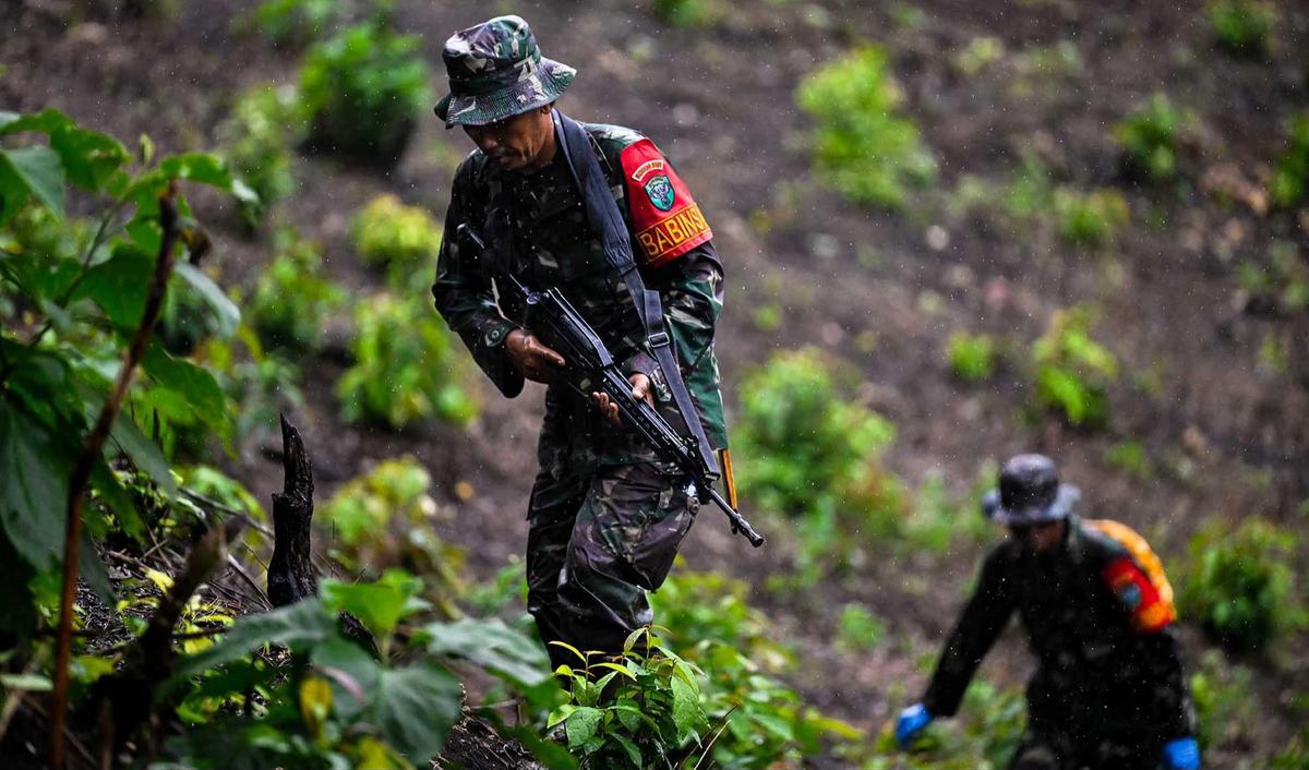 FOTO: TNI AD Bongkar Ladang Ganja di Pegunungan Aceh Besar