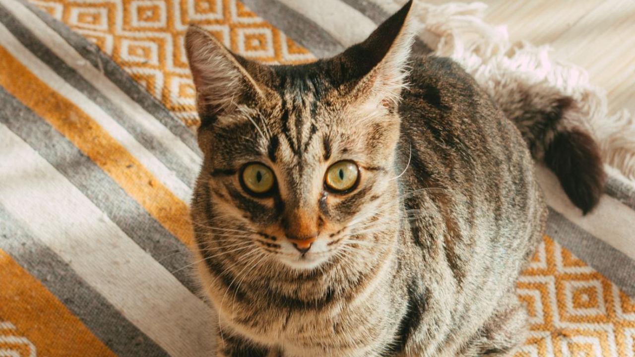 Gejala Kucing Cacingan
