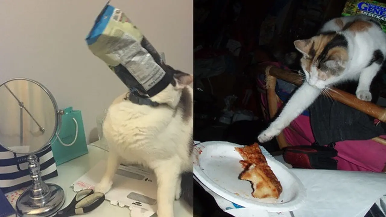 6 Tingkah Absurd Kucing saat Curi Makanan, Bikin Tepuk Jidat