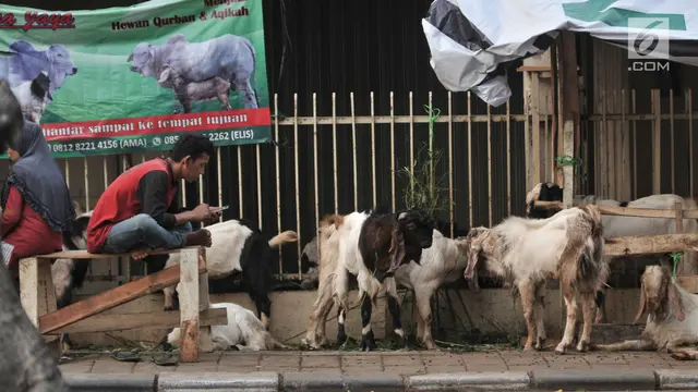 Tak Ada Lahan, Pedagang Nekat Jual Hewan Kurban di Trotoar