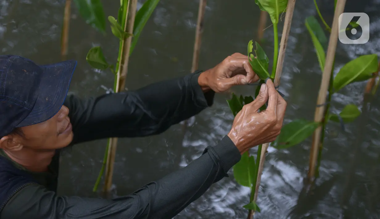 Pekerja menanam bibit bakau jenis Rhizophora di Kawasan Hutan Lindung  Angke, Jakarta Utara, Sabtu (31/10/2020). Pemprov DKI melakukan penanaman sebanyak 160 ribu bibit bakau yang ditanam sebagai upaya perlindungan dan konservasi kawasan pesisir Jakarta. (merdeka.com/Imam Buhori)
