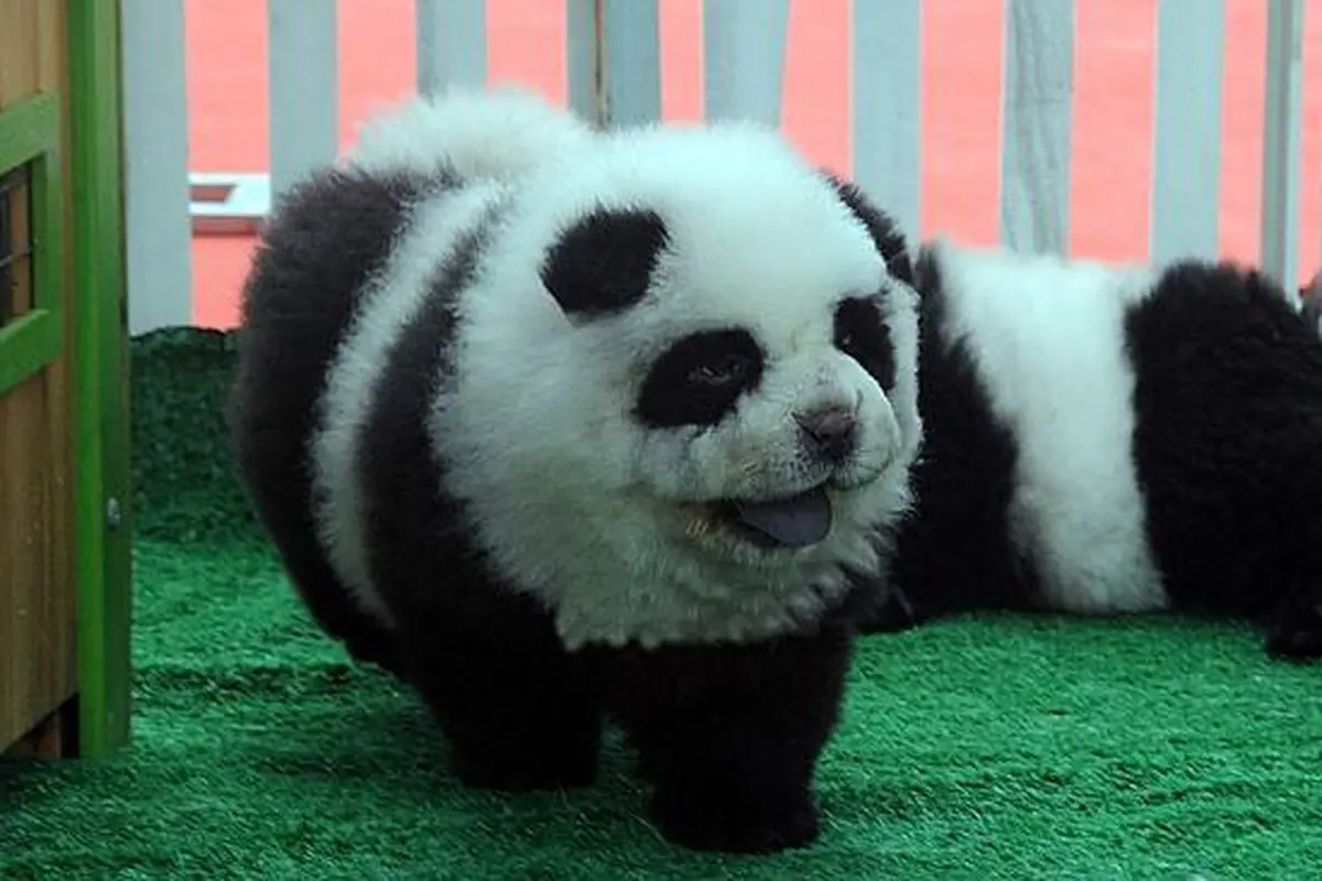 anjing panda