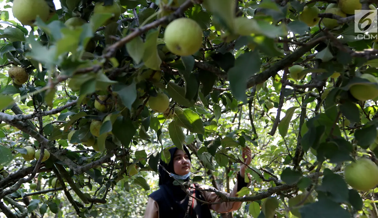 Pengunjung memetik buah apel di salah satu perkebunan kawasan Batu, Malang, Jawa Timur, Rabu (25/9/2019). Apel Malang dihargai Rp 25 ribu hingga Rp 30 ribu per kilogramnya. (Liputan6.com/JohanTallo)