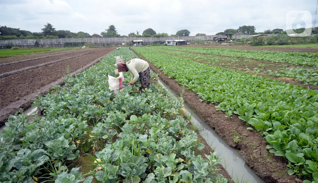 Petani sedang memanen sayuran segar berbagai jenis seperti Kangkung, Sawi dan bayem di Kelurahan Batusari,  Batuceper, Kota Tangerang,  Banten, Selasa (22/12/2020). Harga sayuran segar antara Rp 2000 ribu hingga Rp 3000 ribu per ikat. (merdeka.com/Dwi Narwoko)