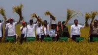 Menteri Pertanian Andi Amran Sulaiman melakukan panen raya padi di Kolaka, Sulawesi Tenggara.