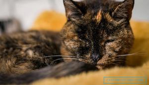 Flossie, kucing tertua di dunia. (dok. Cats Protection)