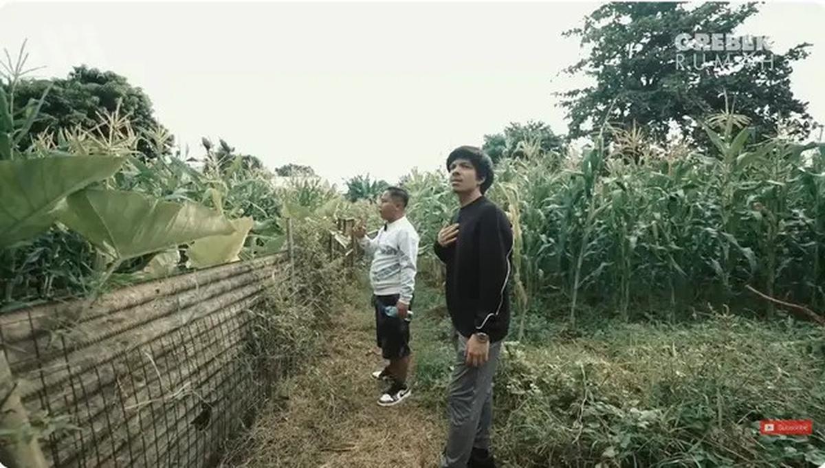 6 Potret Kebun di Rumah Narji, Eks Komedian yang Kini Jadi Juragan Pertanian