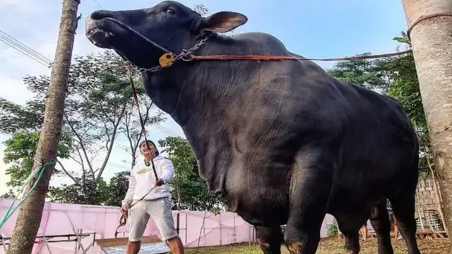 Irfan Hakim dan sapi kurban (Instagram/irfanhakim75)