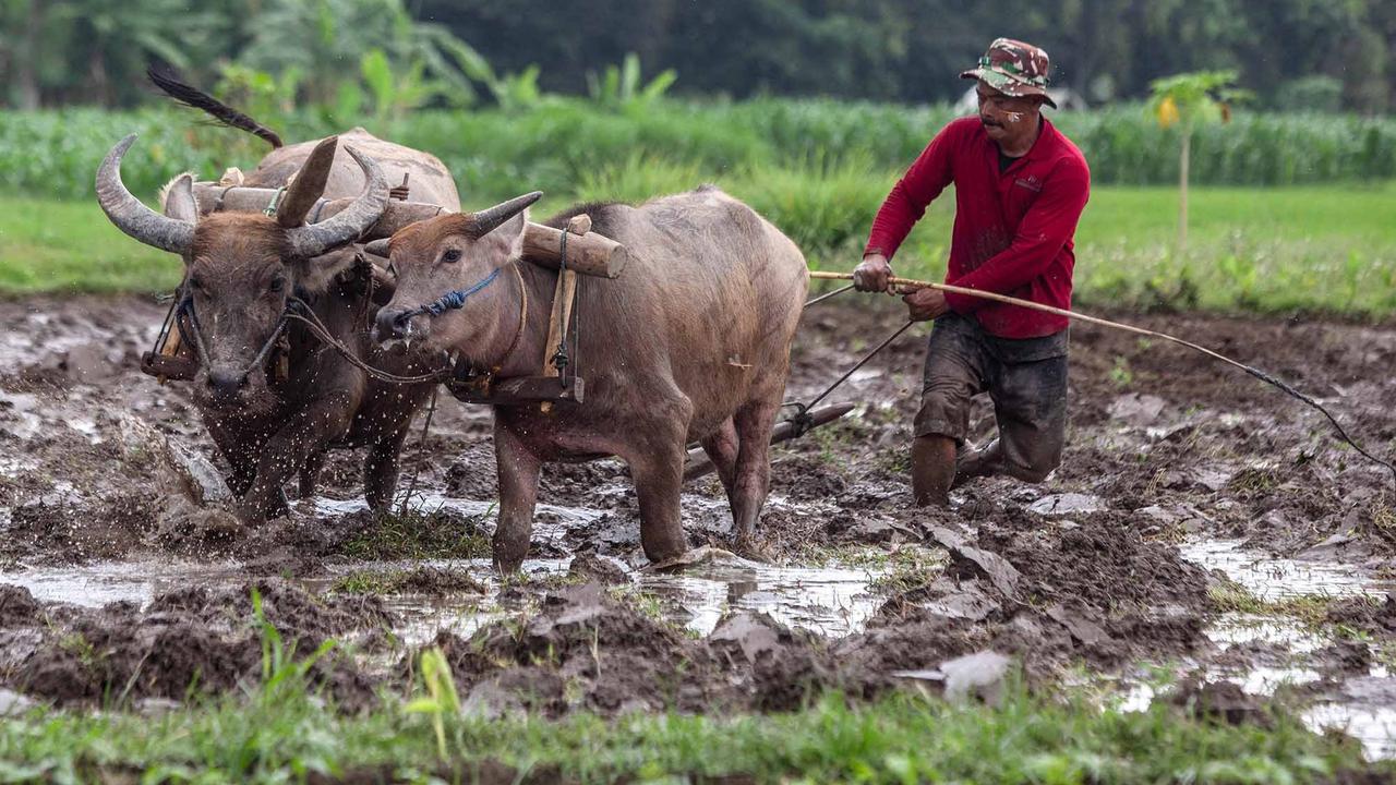FOTO: Doa Petani Sleman dalam Ritual Adat Megawe