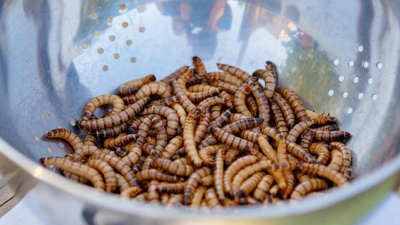 7 Cara Mengusir Lalat dengan Garam, Terbukti Ampuh dan Mudah Dilakukan