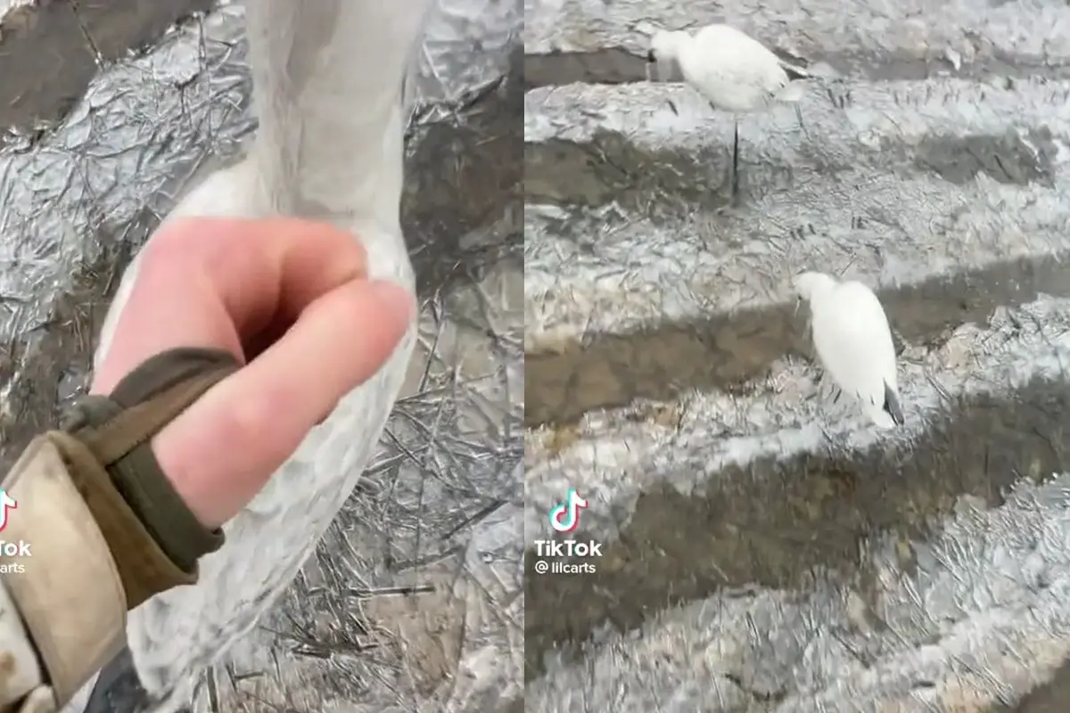 Video burung beku