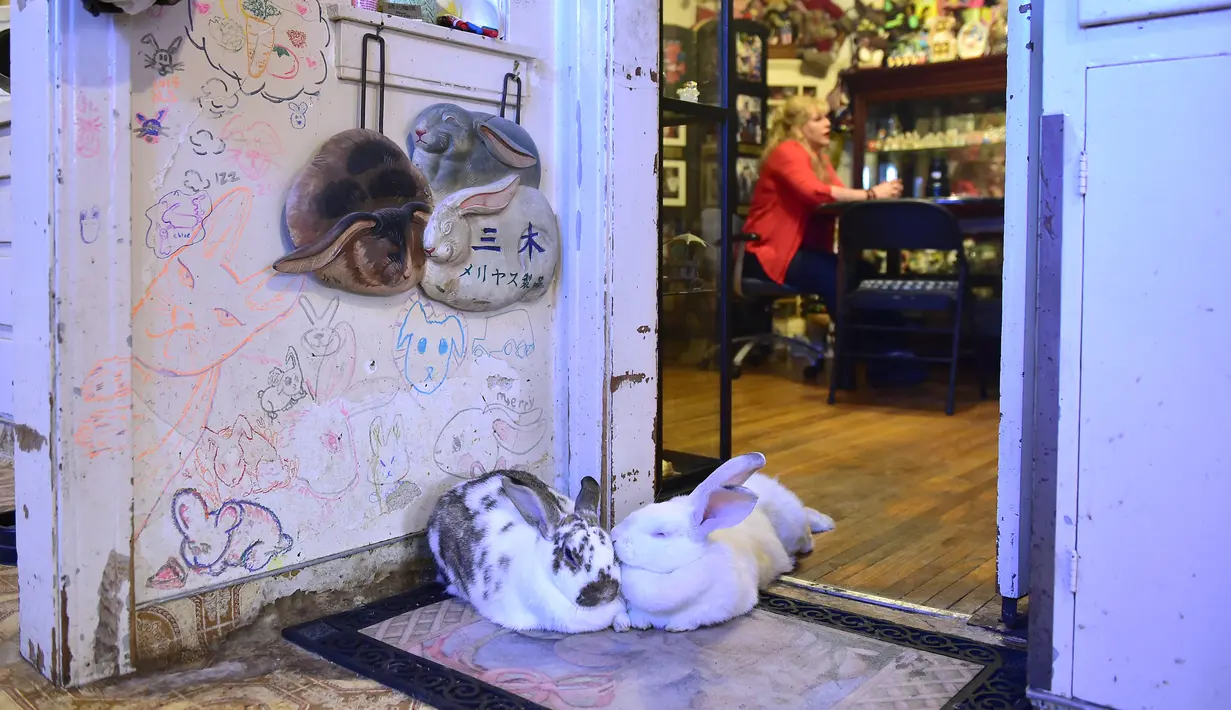 Salah satu dari sejumlah kelinci hidup yang ada di The Bunny Museum yang terletak di Pasadena, California, 8 Desember 2016. Hewan berbulu itu tidak dikurung dalam kandang tapi dibiarkan bebas berkeliaran di museum. (Frederic J. BROWN/AFP)