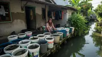 10 Ide Ternak Hewan Mini di Ember untuk IRT yang Rumahnya di Tepi Selokan