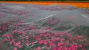 Pekerja memeriksa bunga tulip merah dan oranye di sebuah ladang dekat Lisse, Belanda tengah barat, (17/4). Pemerintah Belanda menempatkan total ekspor bunga sekitar 9 miliar euro. (AP Photo/Peter Dejong)